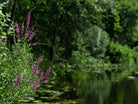 Lythrum Salicaria - Clay & Roots - van de kwekerij