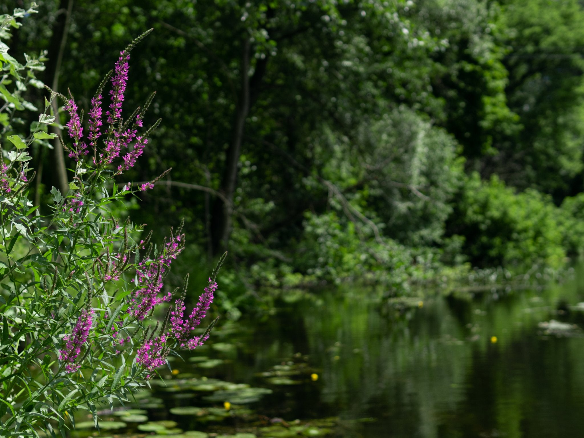 Lythrum Salicaria - Clay & Roots - van de kwekerij