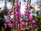 Lythrum Salicaria - Clay & Roots - van de kwekerij