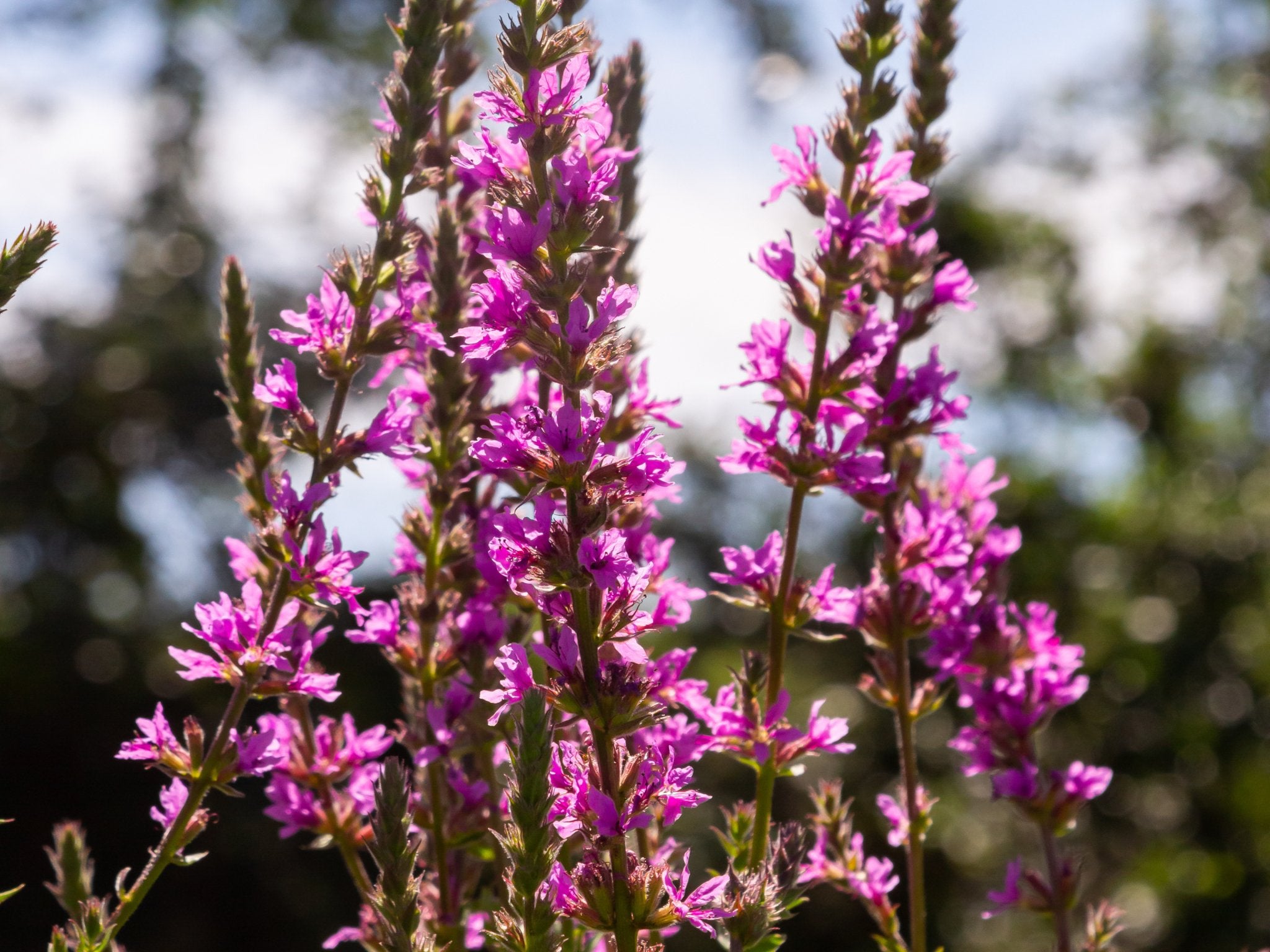 Lythrum Salicaria - Clay & Roots - van de kwekerij