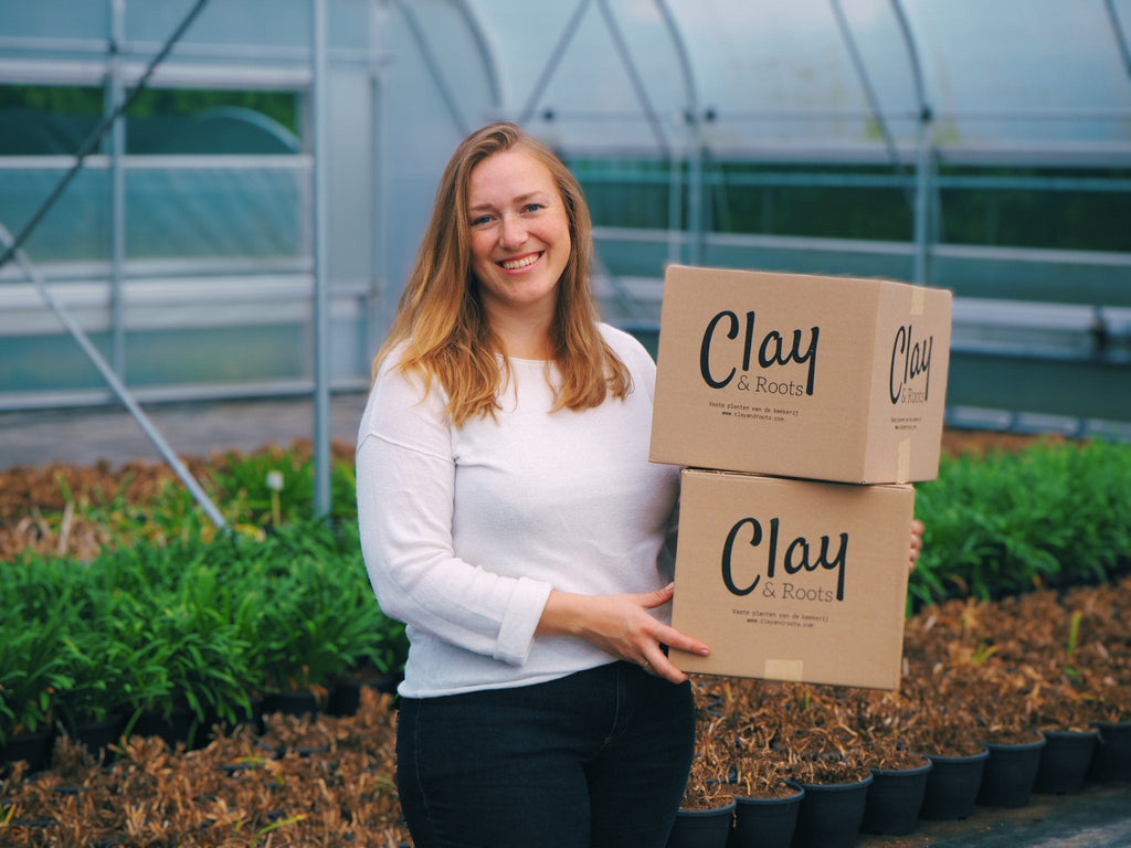 Pioenroos Claire de Lune - Clay & Roots - van de kwekerij