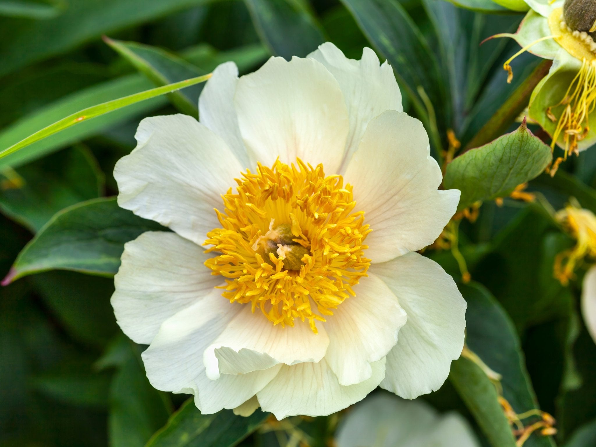 Pioenroos Claire de Lune - Clay & Roots - van de kwekerij
