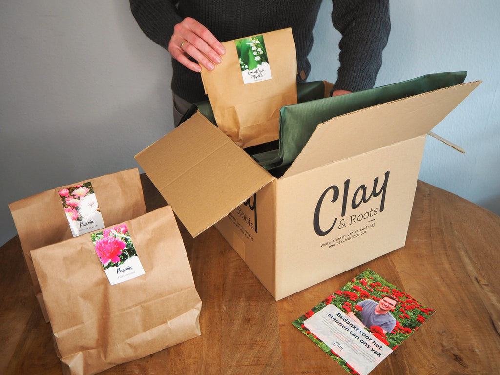 Pioenroos Gardenia - Clay & Roots - van de kwekerij