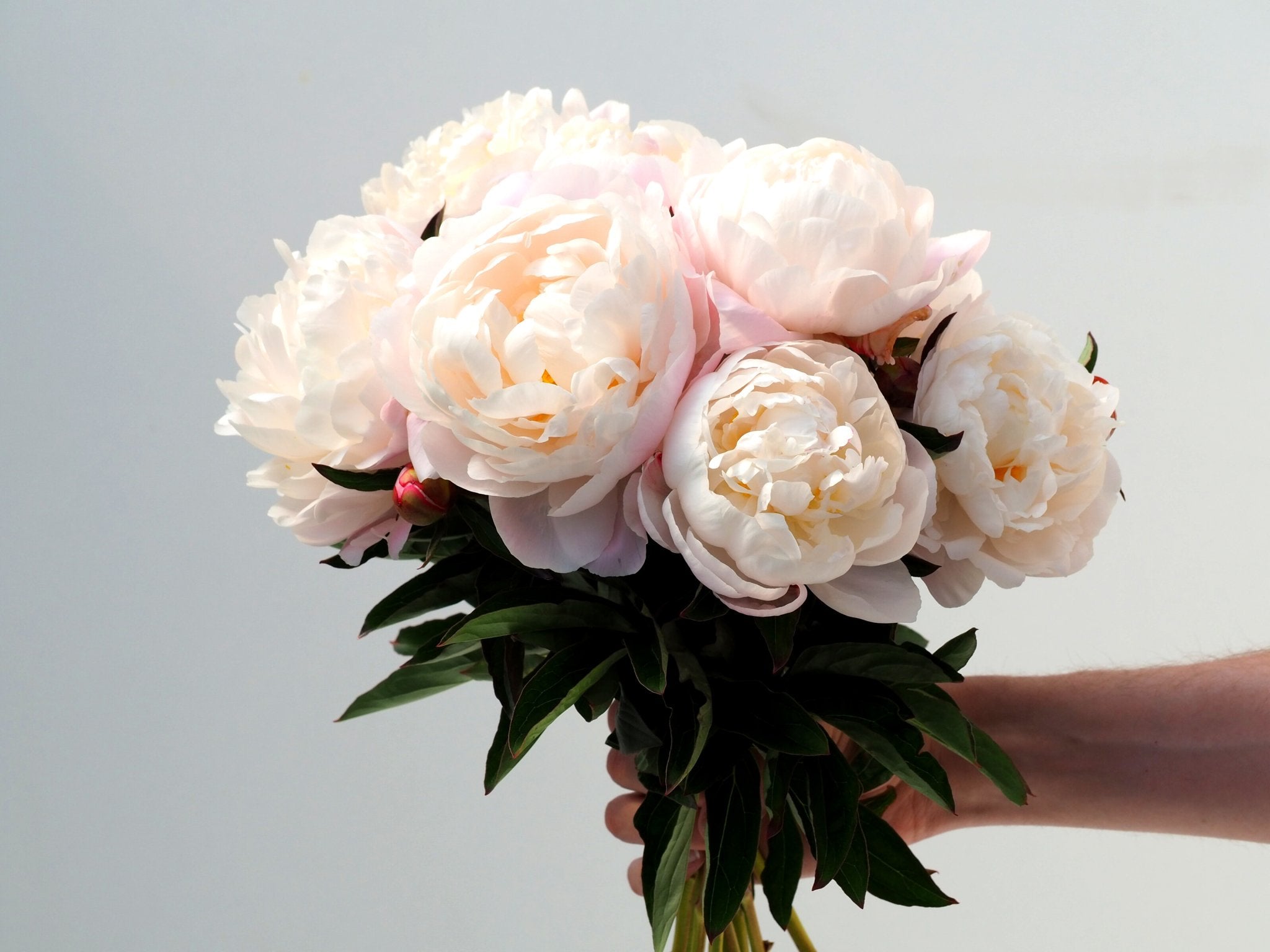 Pioenroos Gardenia - Clay & Roots - van de kwekerij