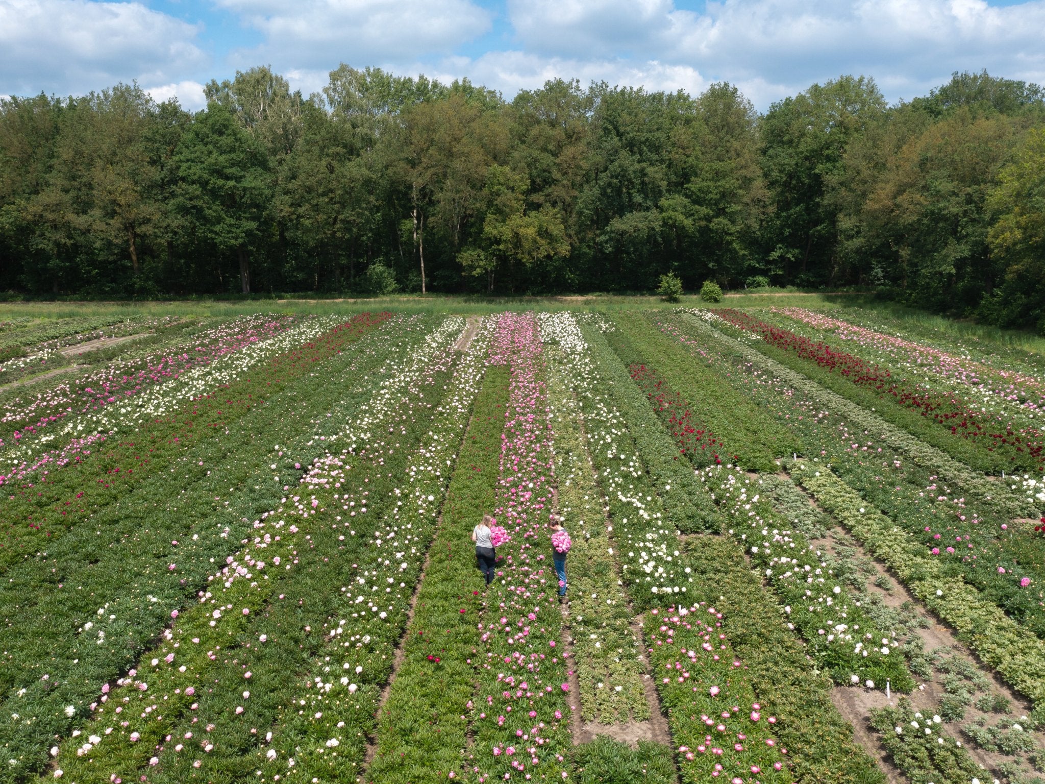 Pioenroos Karl Rosenfield - Clay & Roots - van de kwekerij