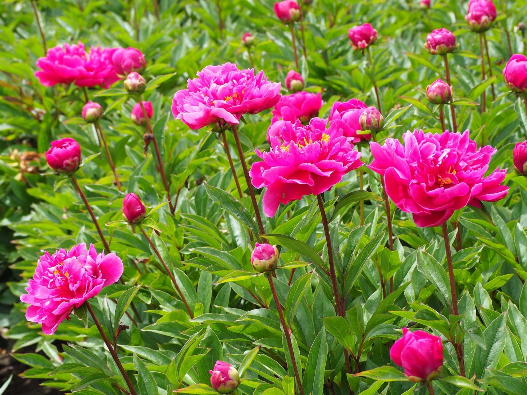 Pioenroos Karl Rosenfield - Clay & Roots - van de kwekerij