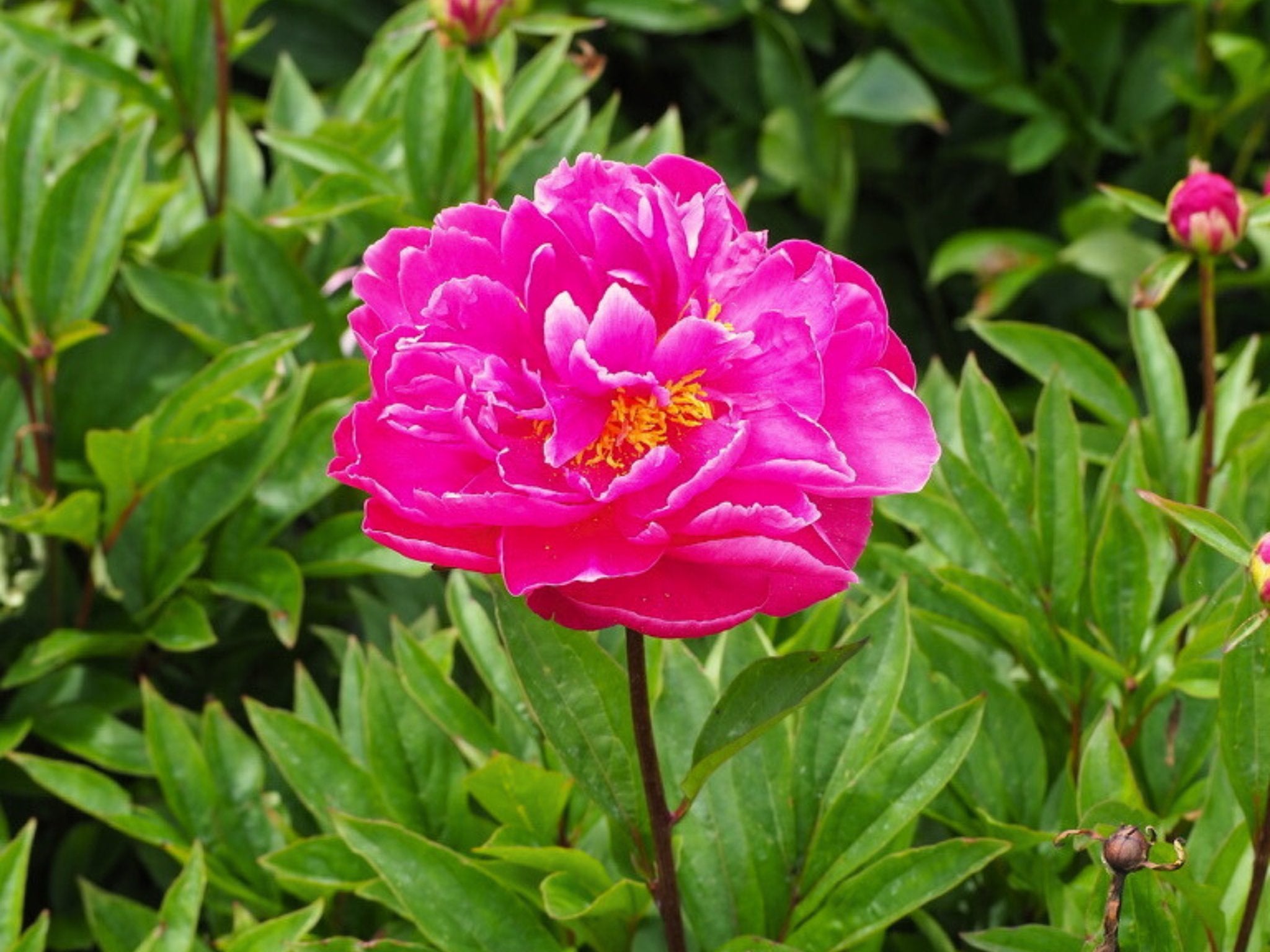 Pioenroos Karl Rosenfield - Clay & Roots - van de kwekerij