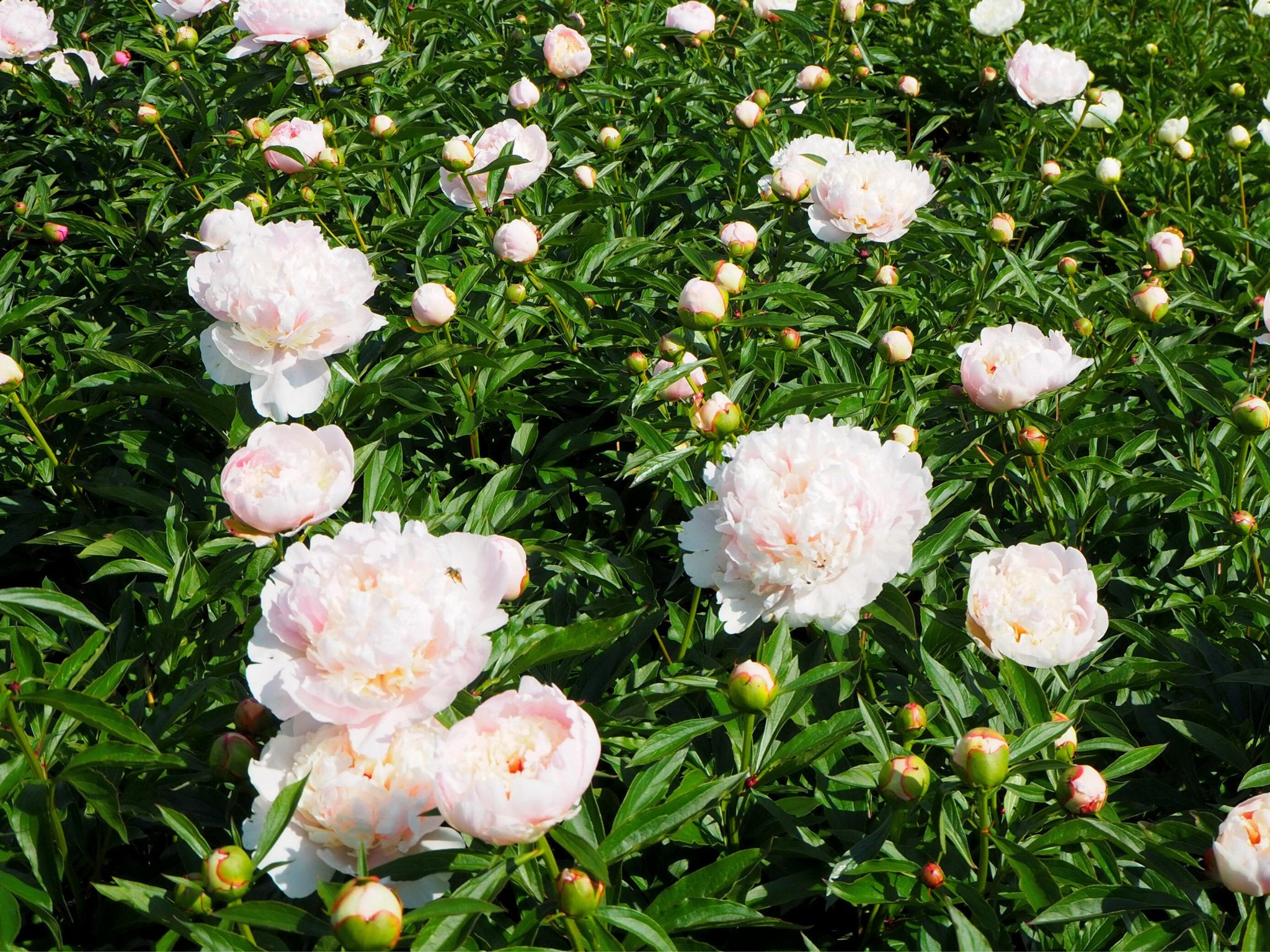 Pioenroos Madame Calot - Clay & Roots - van de kwekerij