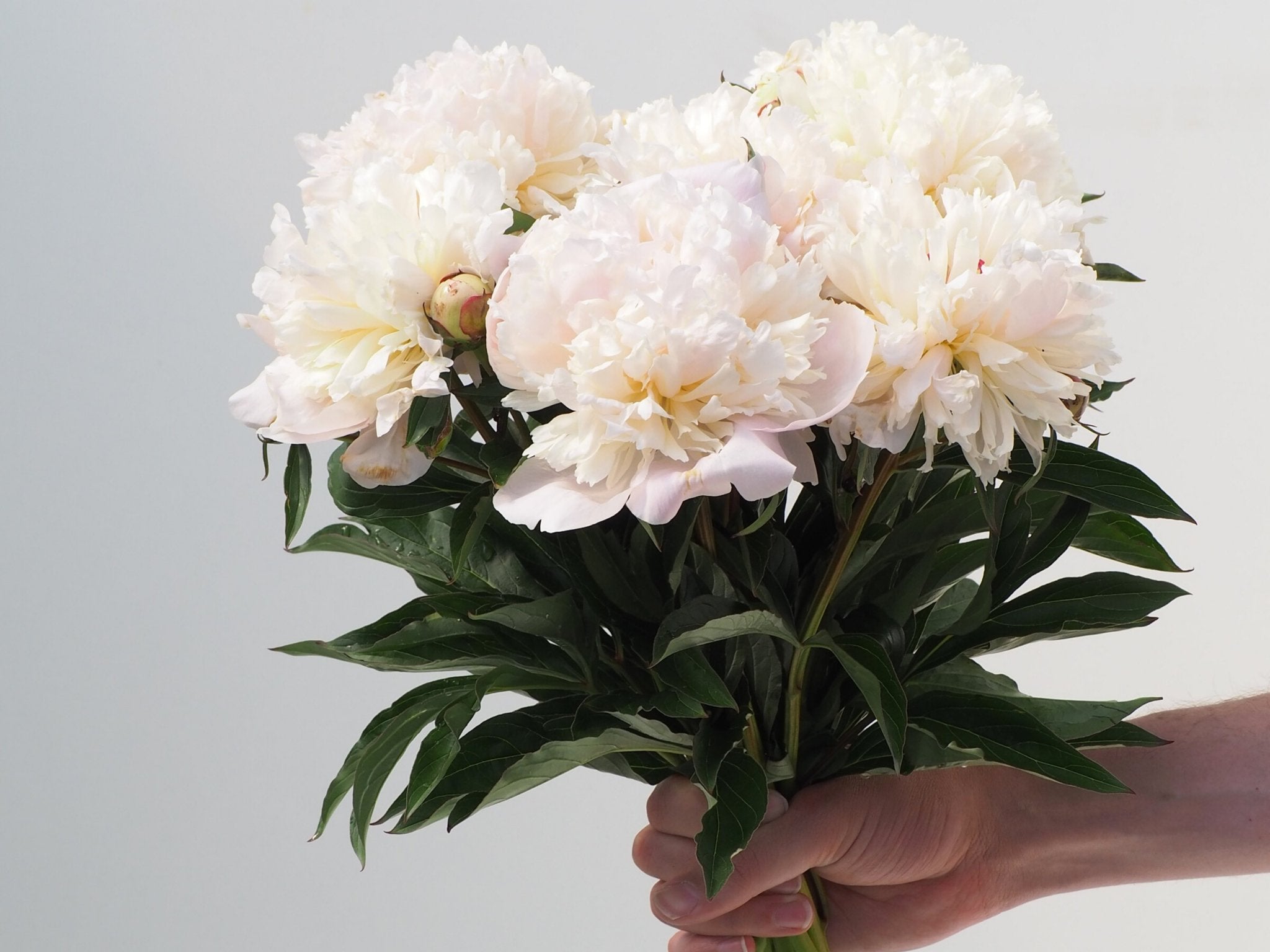 Pioenroos Madame Calot - Clay & Roots - van de kwekerij