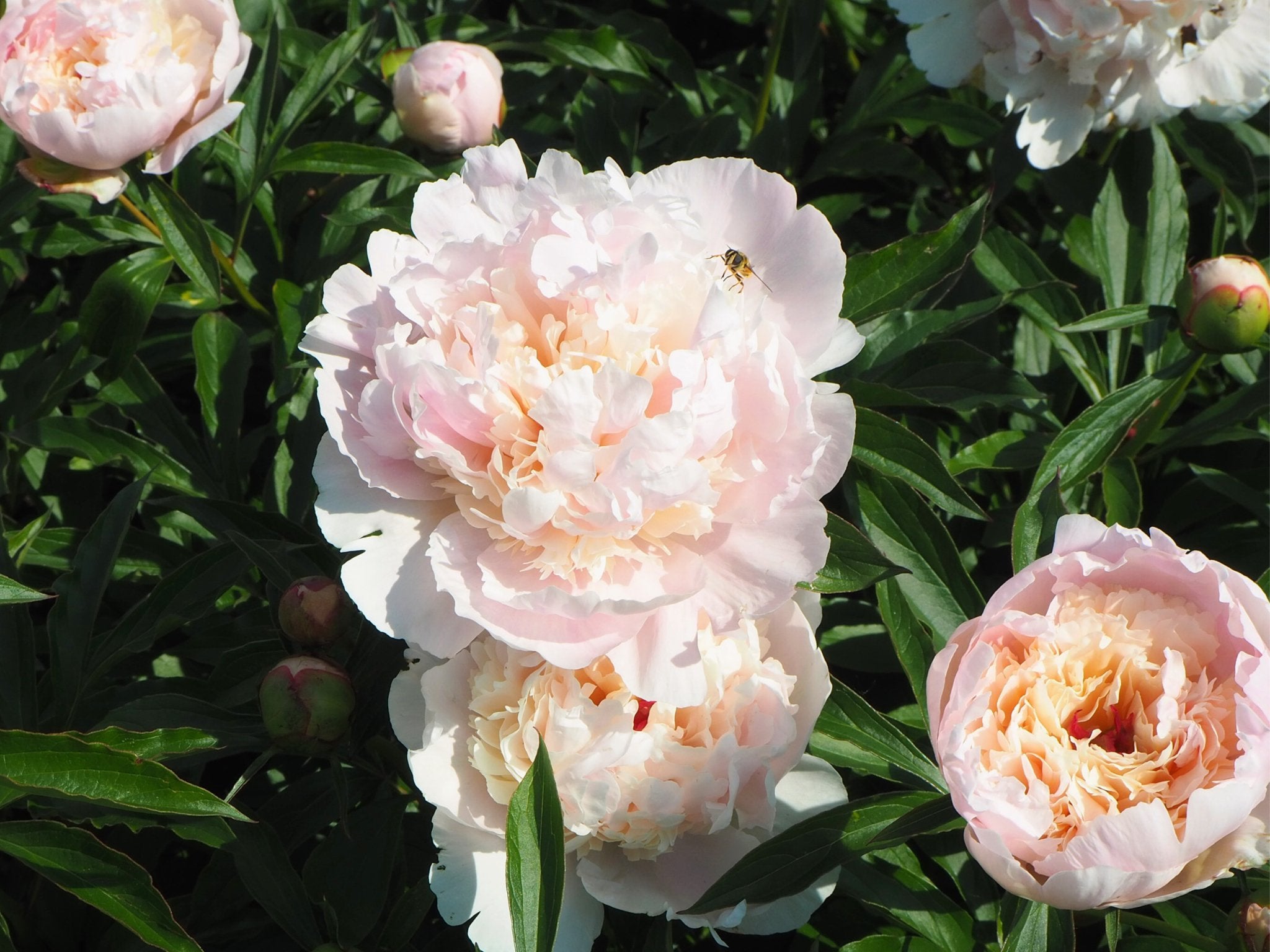 Pioenroos Madame Calot - Clay & Roots - van de kwekerij