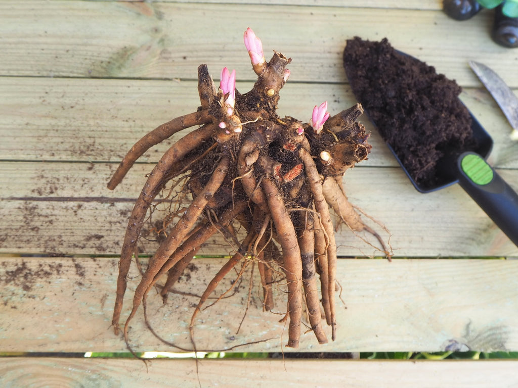 Pioenroos Nymphe - Clay & Roots - van de kwekerij