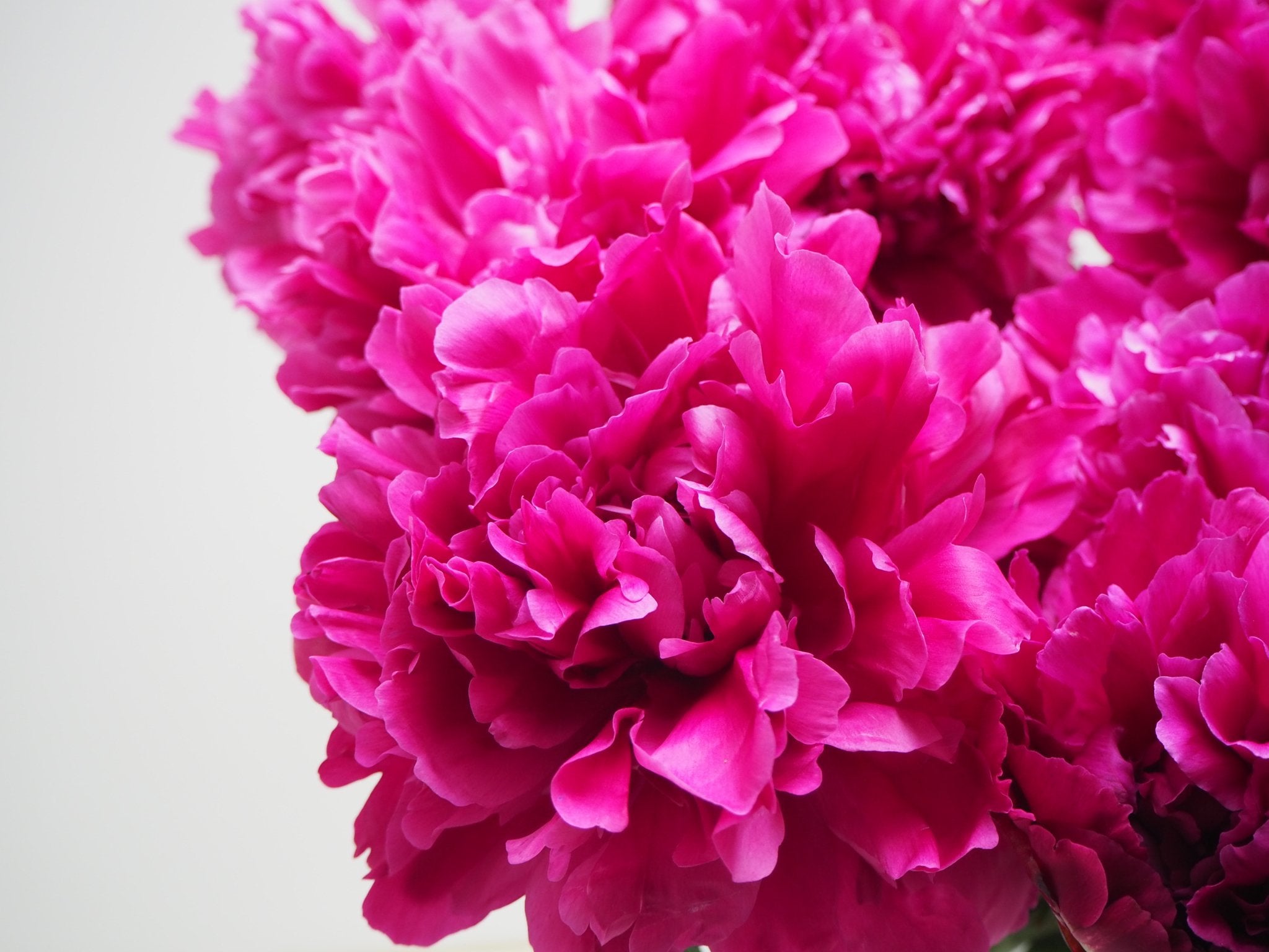 Pioenroos Paul M. Wild - Clay & Roots - van de kwekerij