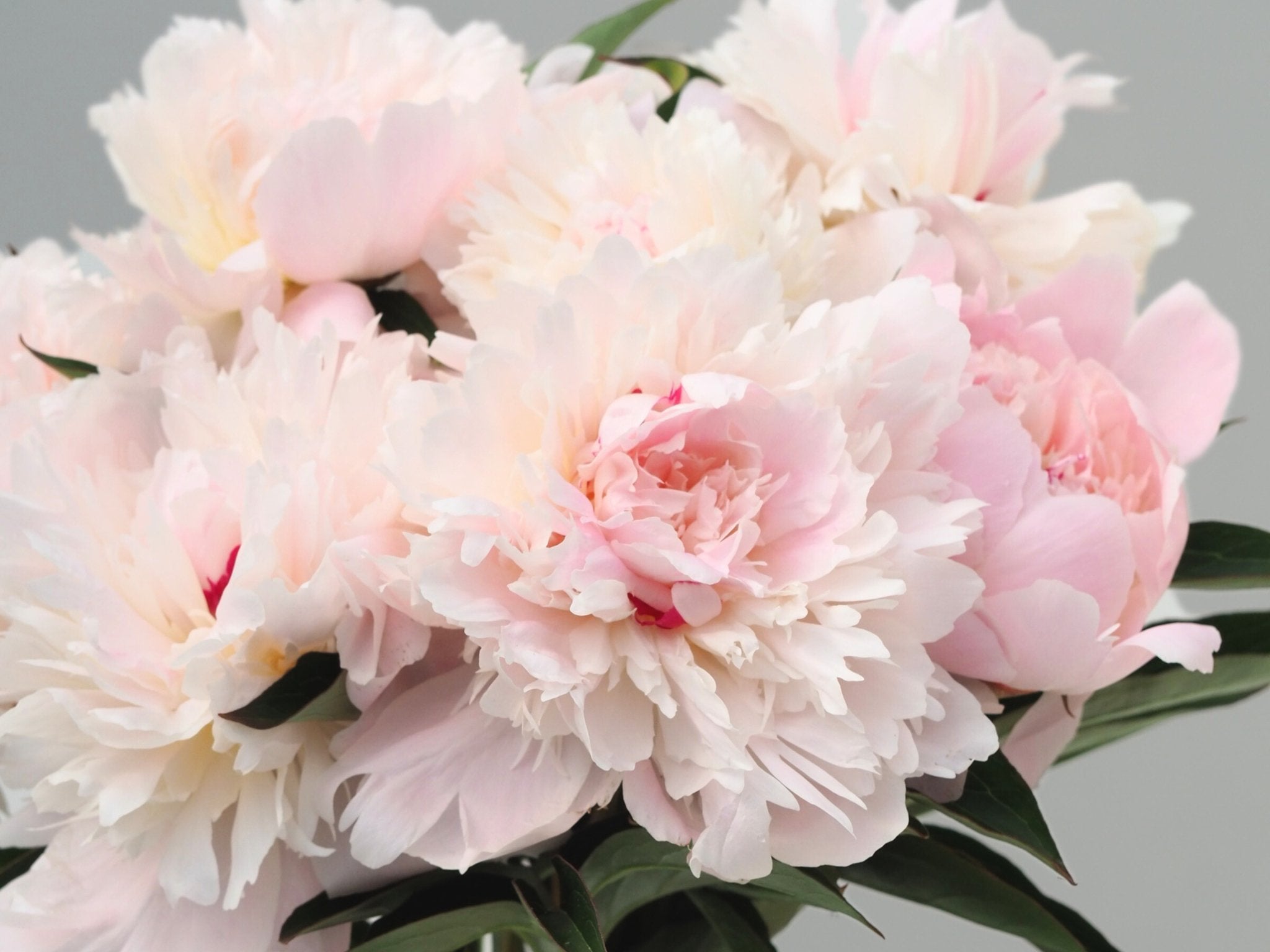 Pioenroos Pecher - Clay & Roots - van de kwekerij