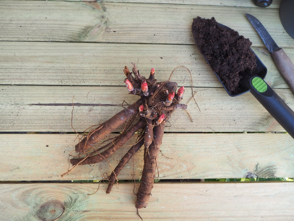 Pioenroos Pecher - Clay & Roots - van de kwekerij