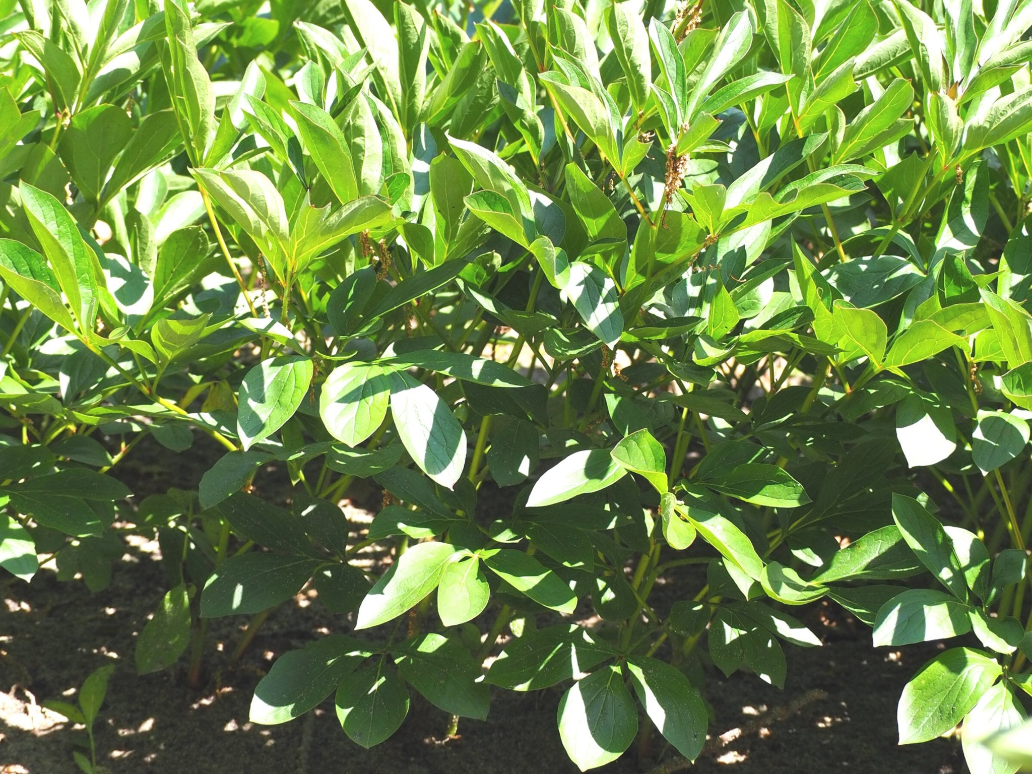 Pioenroos Pecher - Clay & Roots - van de kwekerij