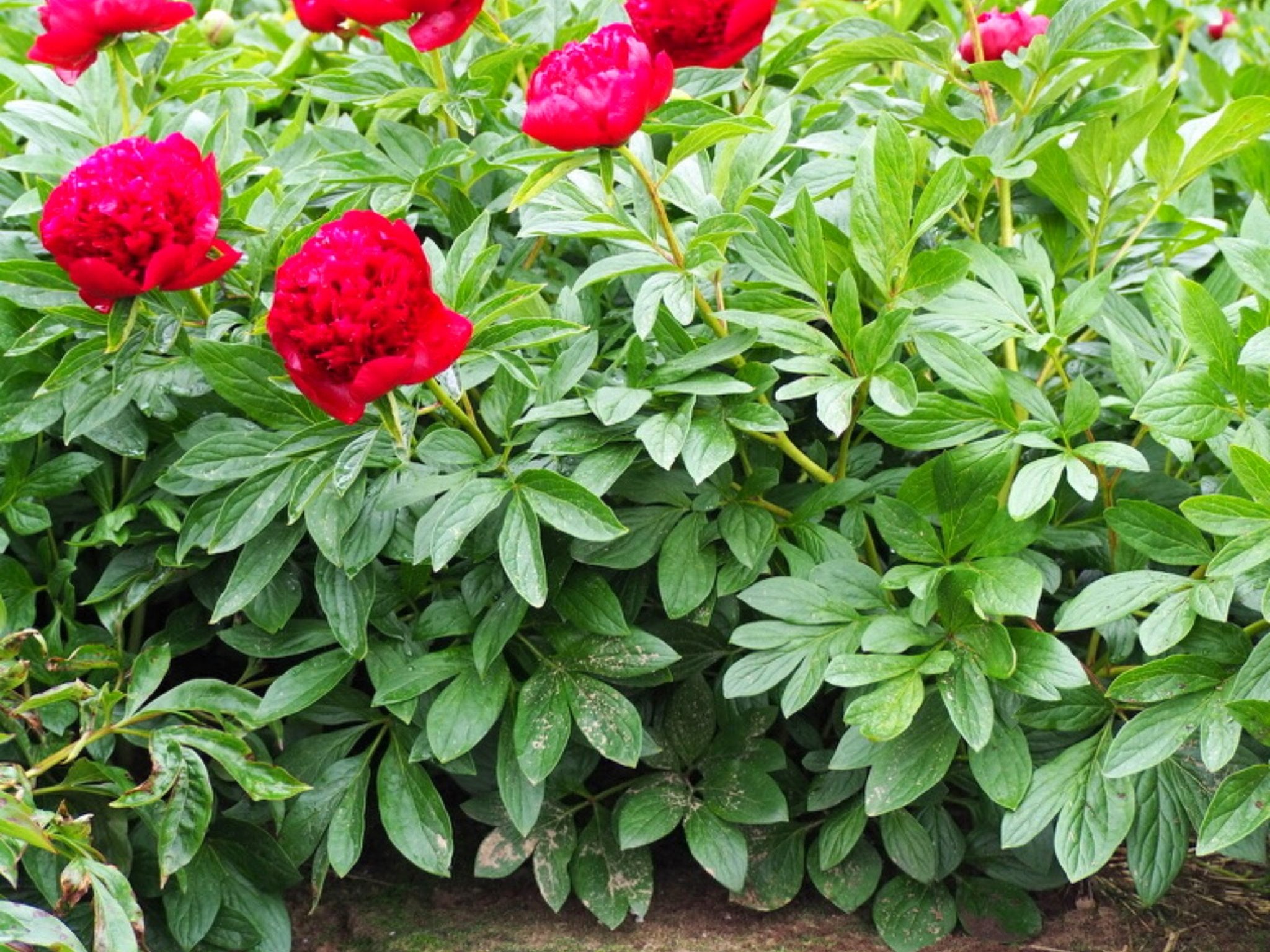 Pioenroos Red Charm - Clay & Roots - van de kwekerij