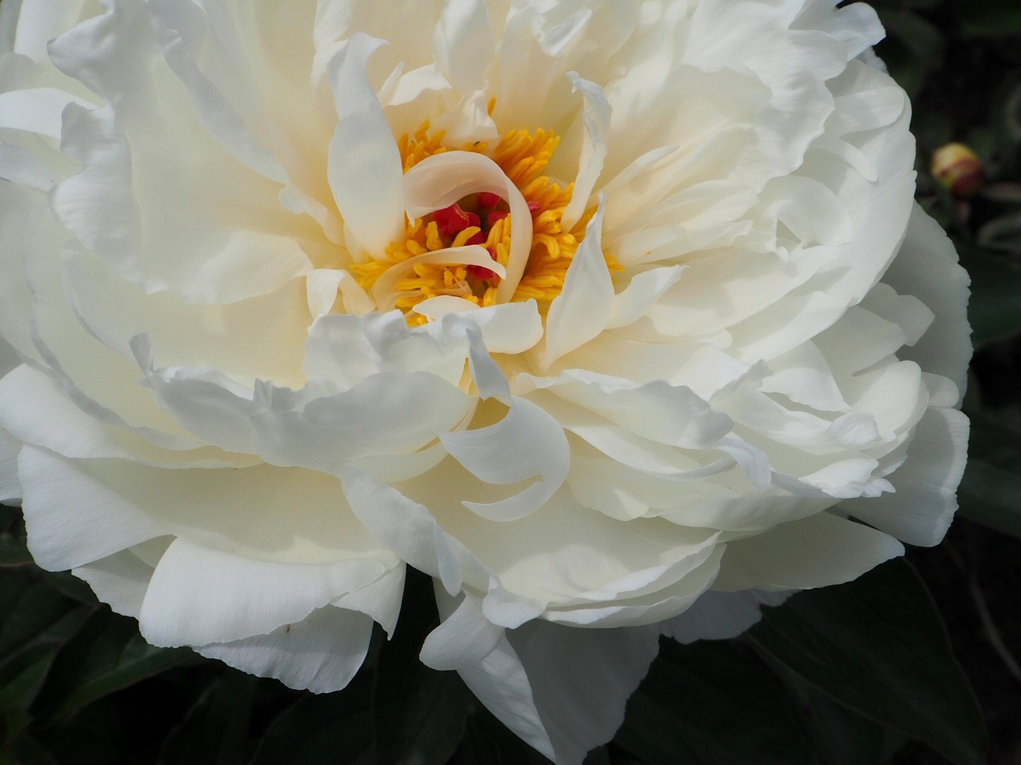 Pioenroos Victorian Broach - Clay & Roots - van de kwekerij