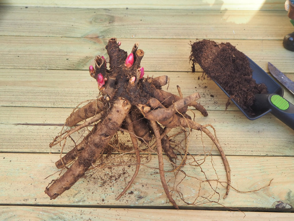 Pioenroos Victorian Broach - Clay & Roots - van de kwekerij