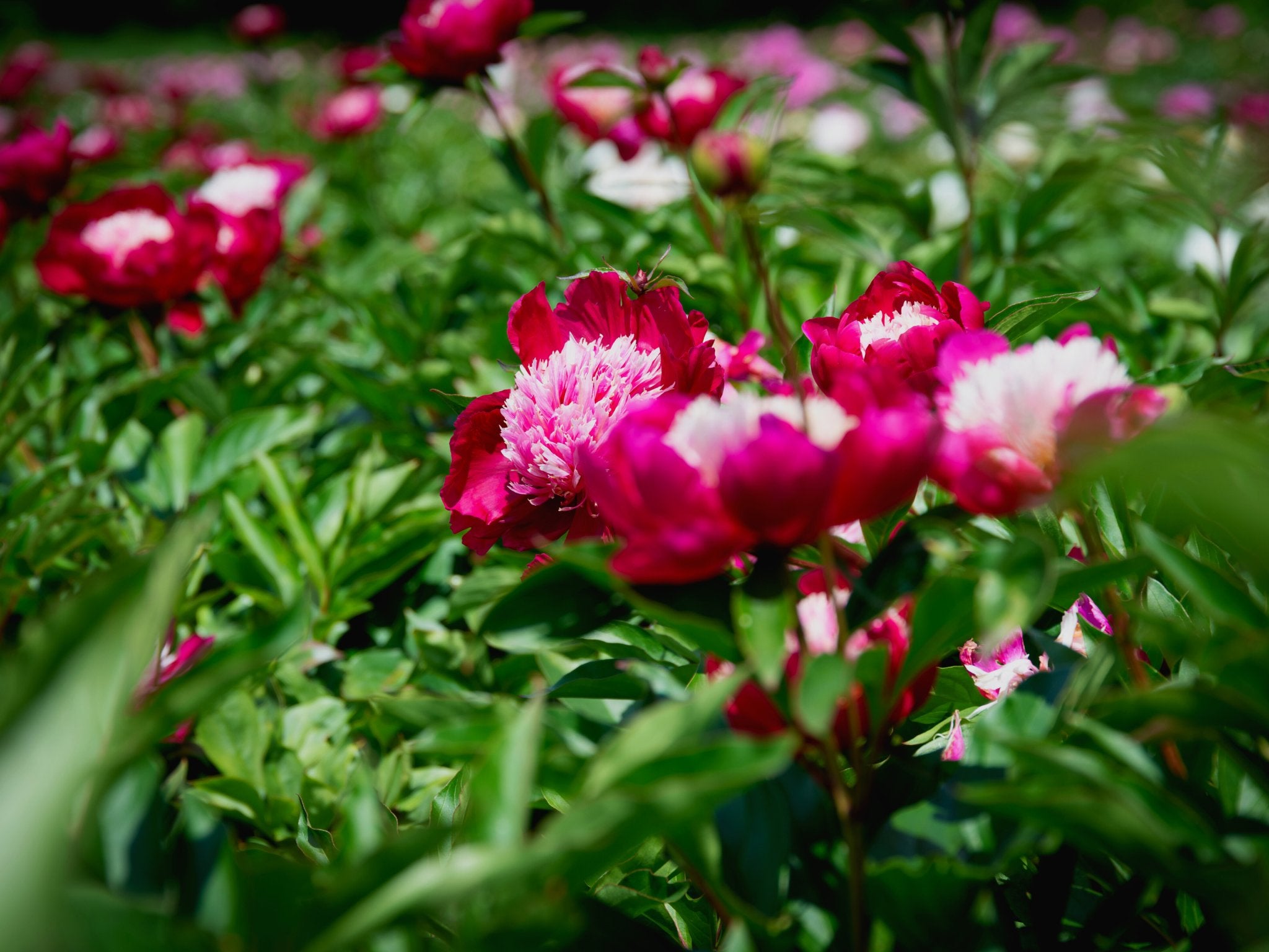 Pioenroos White Cap - Clay & Roots - van de kwekerij