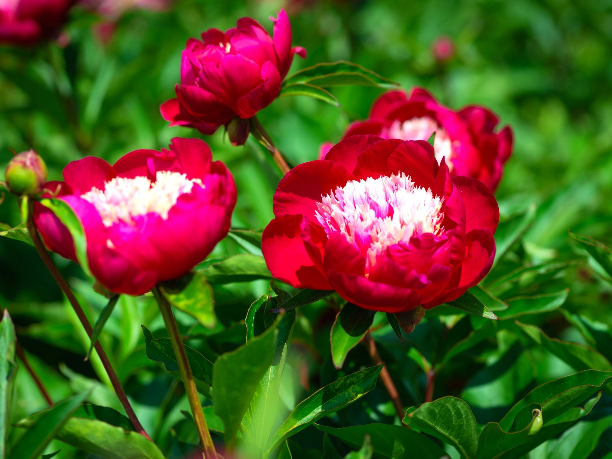 Pioenroos White Cap - Clay & Roots - van de kwekerij