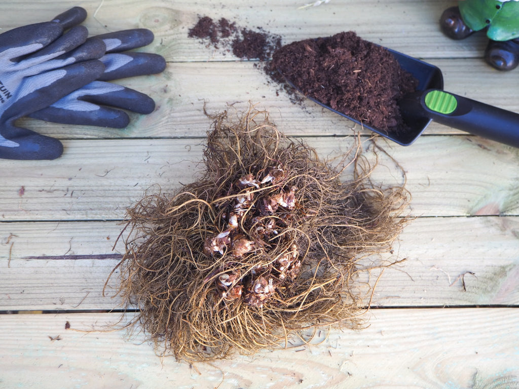 Pluimspirea Astilbe Europa (lichtroze) - Clay & Roots - van de kwekerij