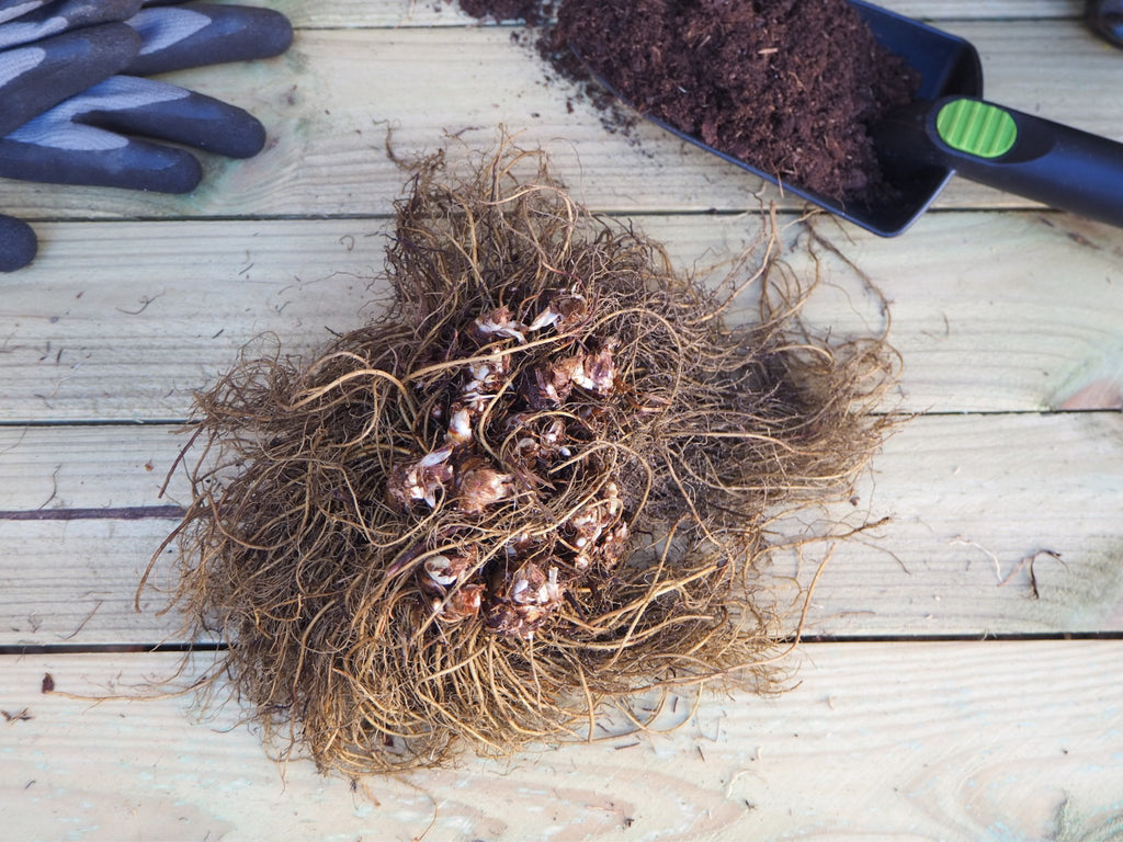 Pluimspirea Astilbe Rheinland (roze) - Clay & Roots - van de kwekerij