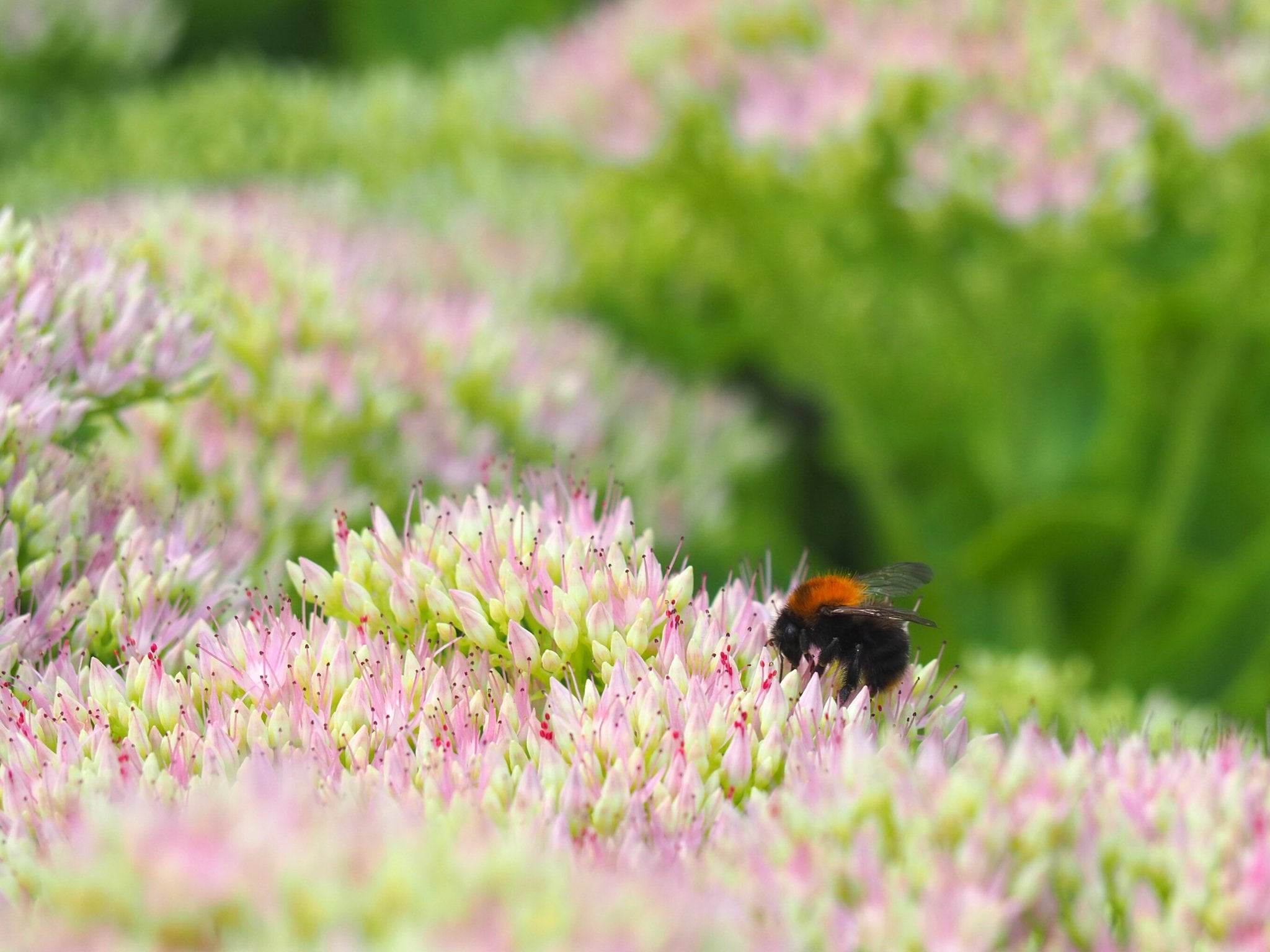 Sedum Brillant - Clay & Roots - van de kwekerij