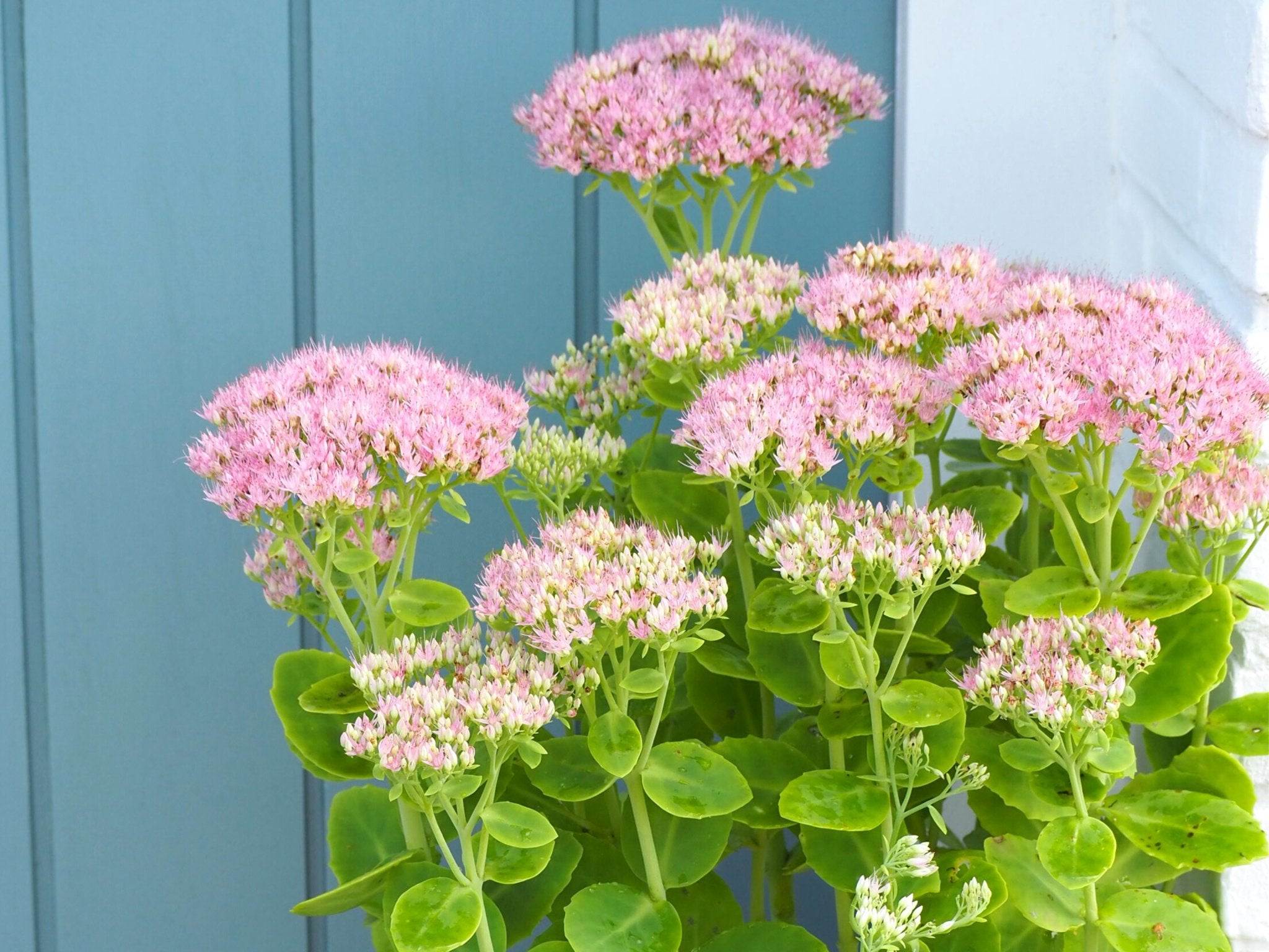 Sedum Brillant - Clay & Roots - van de kwekerij