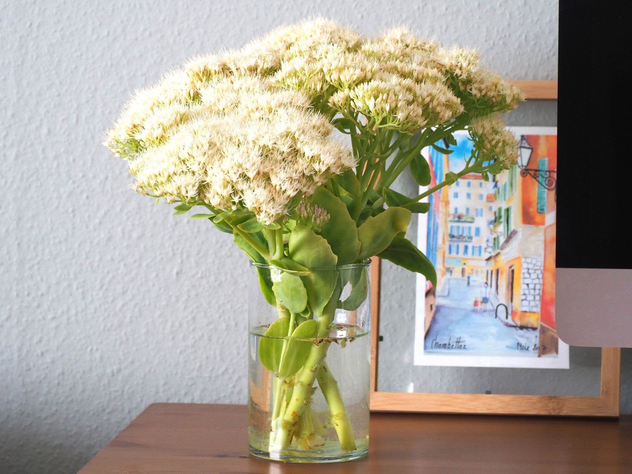 Sedum Stardust - Clay & Roots - van de kwekerij