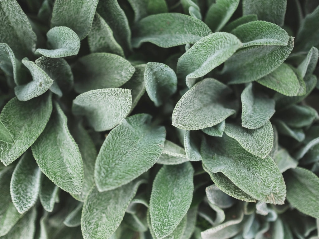 Stachys byzantina (Ezelsoor) - Clay & Roots - van de kwekerij